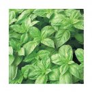 Super Seeds Basil Nufar Hybrid Herb Vegetable 1000 Pcs