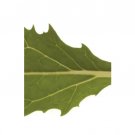 Super Seeds Mizuna Waido Herb Vegetable 1000 Pcs