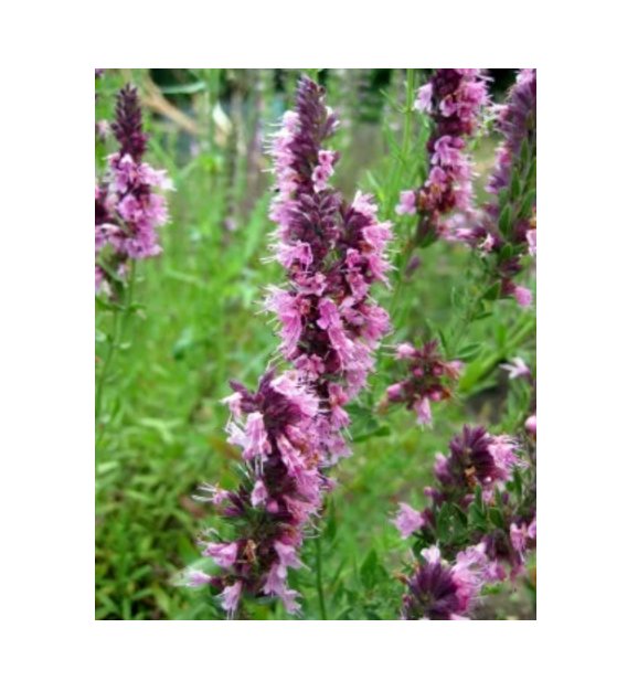 Super Seeds Hyssop Pink Herb Vegetable 1000 Pcs