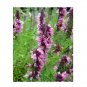 Super Seeds Hyssop Pink Herb Vegetable 1000 Pcs