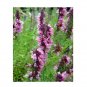 Super Seeds Hyssop Pink Herb Vegetable 1000 Pcs