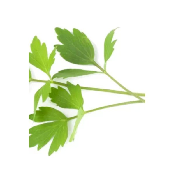 Super Seeds Lovage Herb Vegetable 1000 Pcs