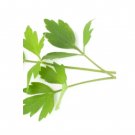 Super Seeds Lovage Herb Vegetable 1000 Pcs