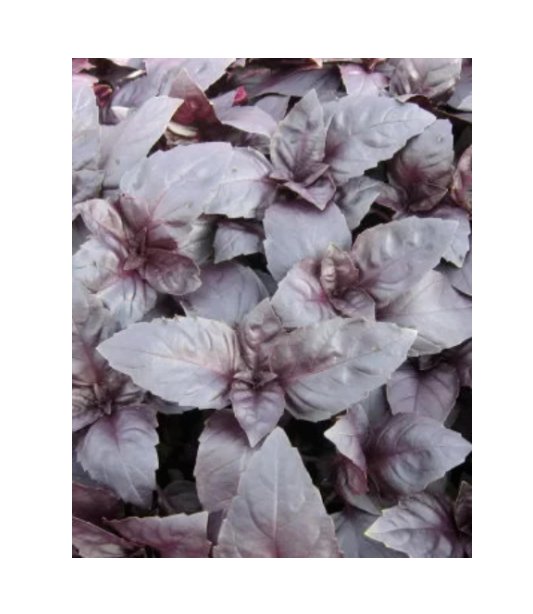 Super Seeds Basil Red Rubin Herb Vegetable 1000 Pcs