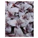 Super Seeds Basil Red Rubin Herb Vegetable 1000 Pcs