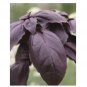 Super Seeds Basil Red Shiraz Herb Vegetable 1000 Pcs