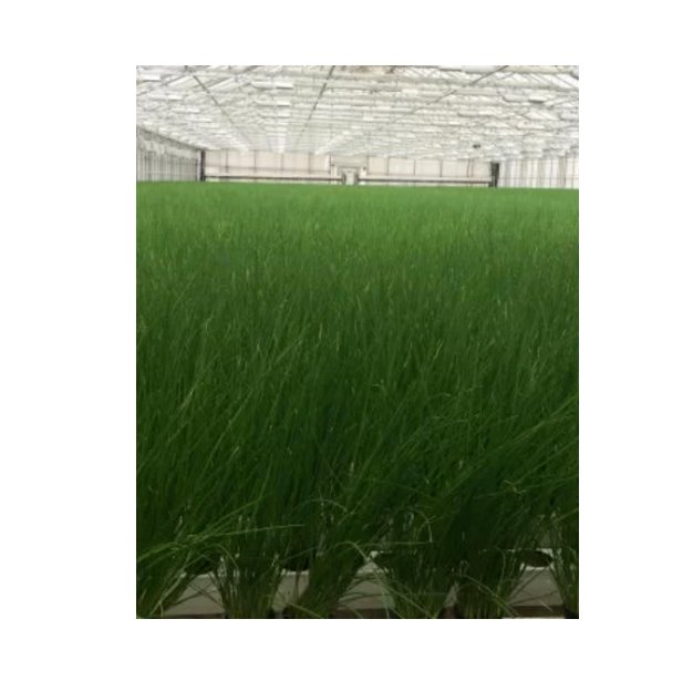 Super Seeds Chives Fine Leaved Herb Vegetable 1000 Pcs