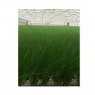 Super Seeds Chives Fine Leaved Herb Vegetable 1000 Pcs
