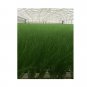 Super Seeds Chives Fine Leaved Herb Vegetable 1000 Pcs