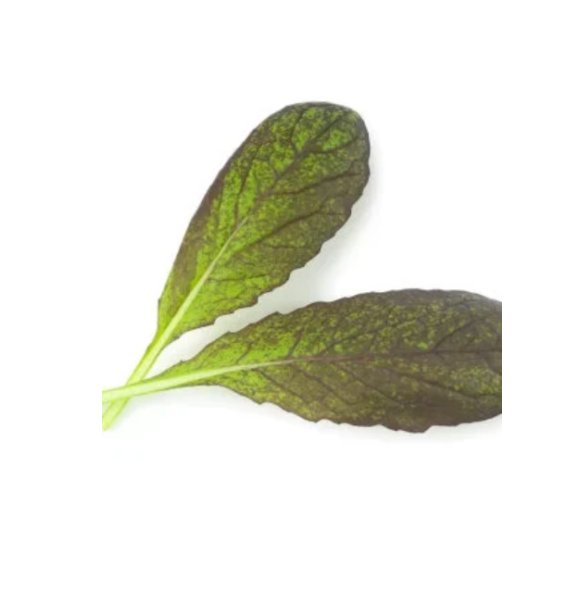 Super Seeds Mustard Red Lion Herb Vegetable 1000 Pcs