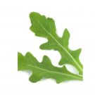 Super Seeds Wild Rocket Sorrento Herb Vegetable 1000 Pcs