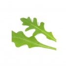 Super Seeds Wild Rocket Monza Herb Vegetable 1000 Pcs