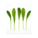 Super Seeds Mibuna Herb Vegetable 1000 Pcs