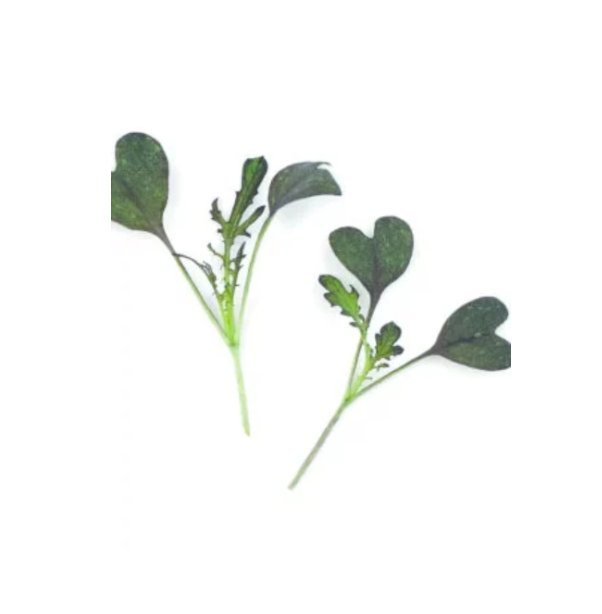 Super Seeds Micro Mustard Red Frills Herb Vegetable 1000 Pcs
