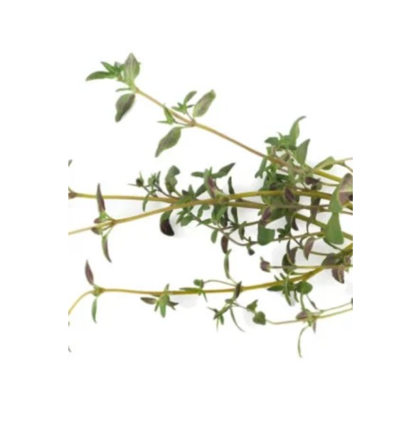 Super Seeds Thyme English Winter Organic Herb Vegetable 1000 Pcs
