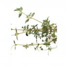 Super Seeds Thyme English Winter Organic Herb Vegetable 1000 Pcs