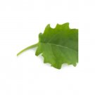 Super Seeds Kale Kal 701028 Herb Vegetable 1000 Pcs