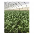 Super Seeds Tatsoi Rozetto Herb Vegetable 1000 Pcs