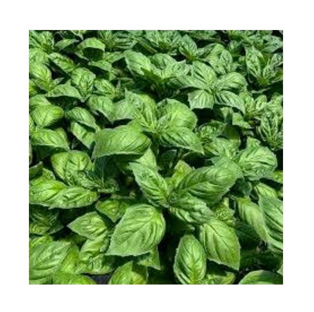 Super Seeds Basil Devotion Dmr Herb Vegetable 1000 Pcs