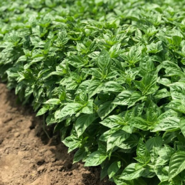Super Seeds Basil Obsession Dmr Herb Vegetable 1000 Pcs