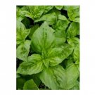Super Seeds Basil Passion Dmr Herb Vegetable 1000 Pcs