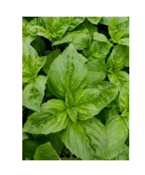 Super Seeds Sea Kale Lily White Herb Vegetable 1000 Pcs
