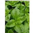 Super Seeds Sea Kale Lily White Herb Vegetable 1000 Pcs