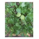Super Seeds Salad Leaf Mix Bright and Spicy Mix Herb Vegetable 1000 Pcs