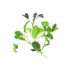 Super Seeds Micro Spicy Mix Herb Vegetable 1000 Pcs