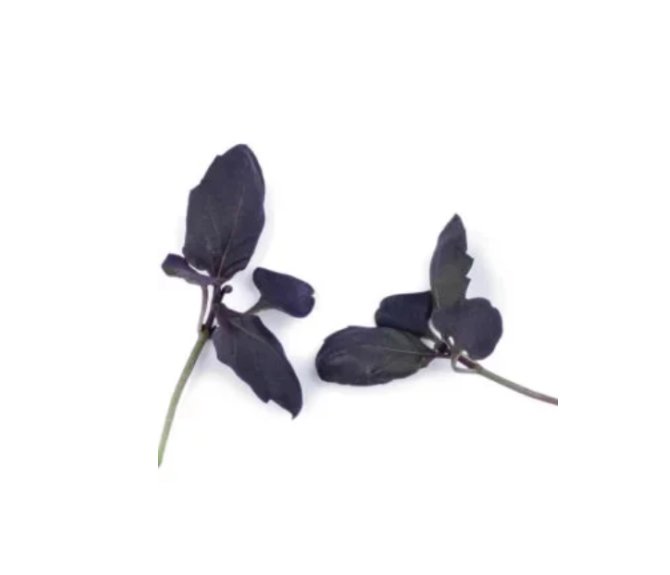 Super Seeds Micro Basil Red Herb Vegetable 3000 Pcs