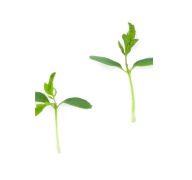 Super Seeds Micro Toon Shoots Herb Vegetable 3000 Pcs
