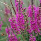 Super Seeds Purple Loosestrife Lythrum Rosy Gem Beautiful Flower 5000 Pcs