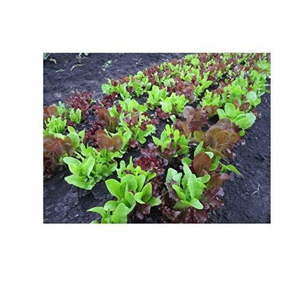 Super Seeds Tape Lettuce Gourmet Loosleaf Cutting Mix 6M Vegetable Garden 1 Pcs