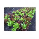 Super Seeds Tape Lettuce Gourmet Loosleaf Cutting Mix 6M Vegetable Garden 1 Pcs