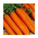 Super Seeds Tape Carrot Resistafly 6M Vegetable Garden 500+ Pcs