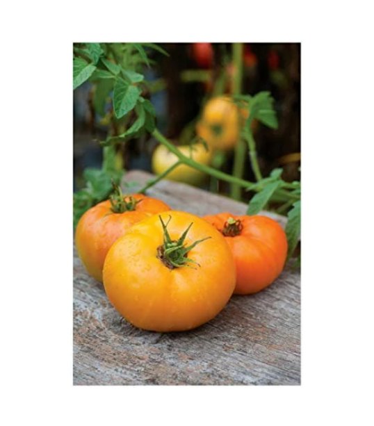 Super Seeds Tomato Orange Wellingtion Vegetable Garden 5 Pcs