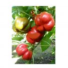 Super Seeds Pepper Sweet Tamina Vegetable Garden 5 Pcs