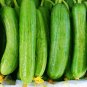 Super Seeds Cucumber Beth Alpha Vegetable Garden 15 Pcs