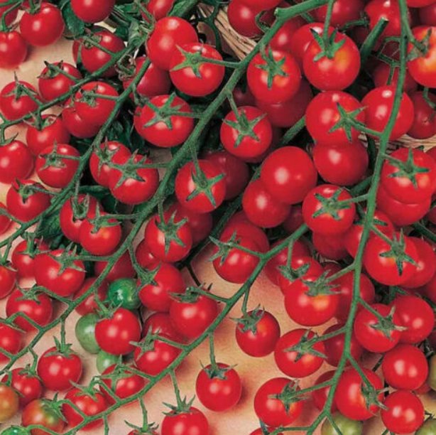 Super Seeds Tomato Cherry Sweet Million Vegetable Garden 10+ Pcs