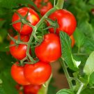 Super Seeds Tomato Shirley Vegetable Garden 8 Pcs