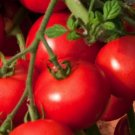 Super Seeds Tomato Moneymaker Vegetable Garden 50 Pcs