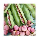 Super Seeds Broad Bean Pink Karmazyn Vegetable Garden 10 Pcs