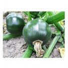 Super Seeds Courgette Zucchini Eight Ball Vegetable Garden 5 Pcs