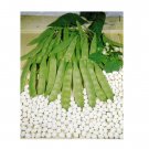 Super Seeds Climbing Italian Haricot Bean Cocco Bianco Vegetable Garden 10+ Pcs