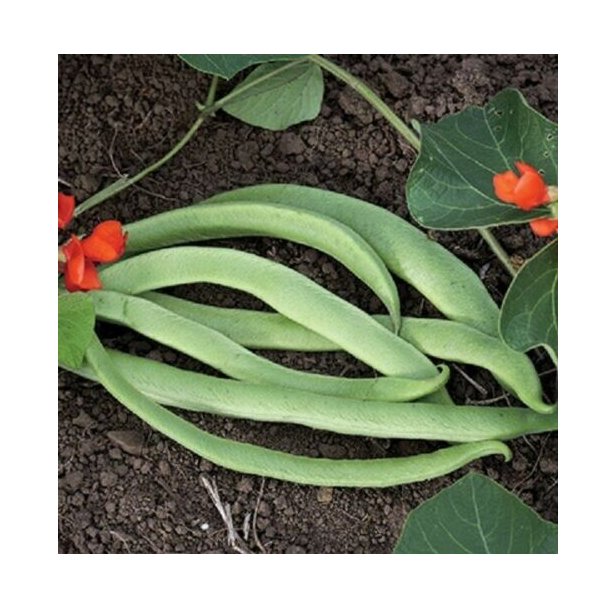 Super Seeds Runner Bean Lady Di Vegetable Garden 10+ Pcs