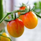 Super Seeds Tomato Cherry Artisan Golden Bumblebee Vegetable Garden 5 Pcs