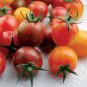 Super Seeds Tomato Cherry Artisan Mixed Bumblebee Vegetable Garden 5 Pcs