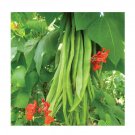 Super Seeds Runner Bean Scarlet Empire Vegetable Garden 10+ Pcs