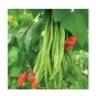 Super Seeds Runner Bean Scarlet Empire Vegetable Garden 10+ Pcs
