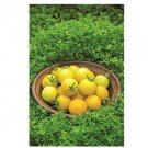Super Seeds Tomato Honey Delight Vegetable Garden 5 Pcs